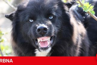 Pes dovezený z Ruska měl smrtící vzteklinu, experti bijí na poplach